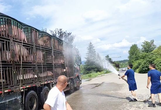 眼見(jiàn)一車生豬被救，長(zhǎng)途司機(jī)李師傅終于松了口氣 (1)_副本.jpg