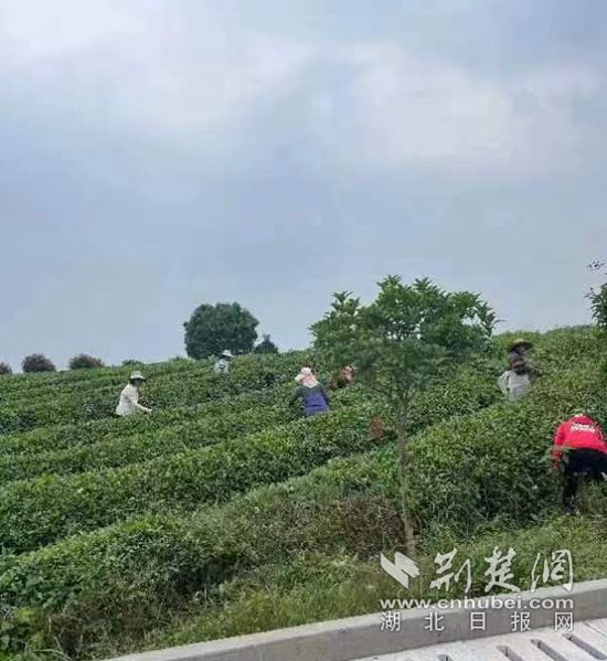 采茶.jpg.jpg